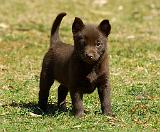 Australian Kelpie 9P022D-025